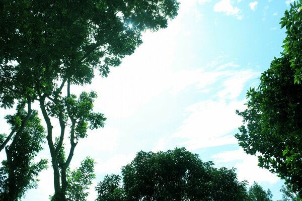 Green trees against a blue sky