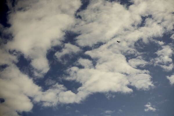 Die Wolken. Blauer Himmel. Vogel am Himmel