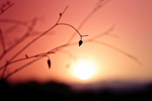 Leaf silhouette and pink sky