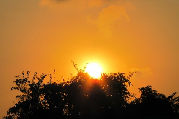 The sun at dawn over a tree