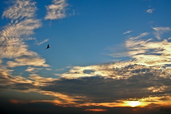 Vogel fliegen Sonnenuntergang Himmel Wolken