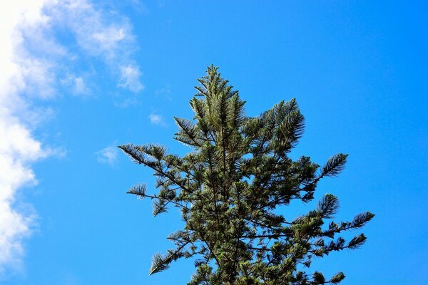 Spruce on the background of a clear sky