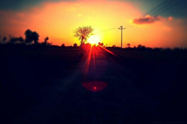 The sun s rays and the silhouette of a tree