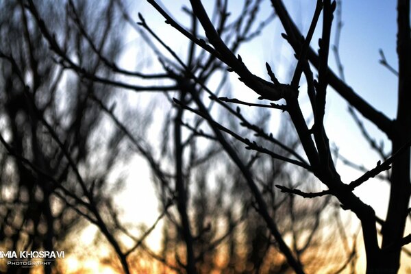 Nature arbre plexus des branches