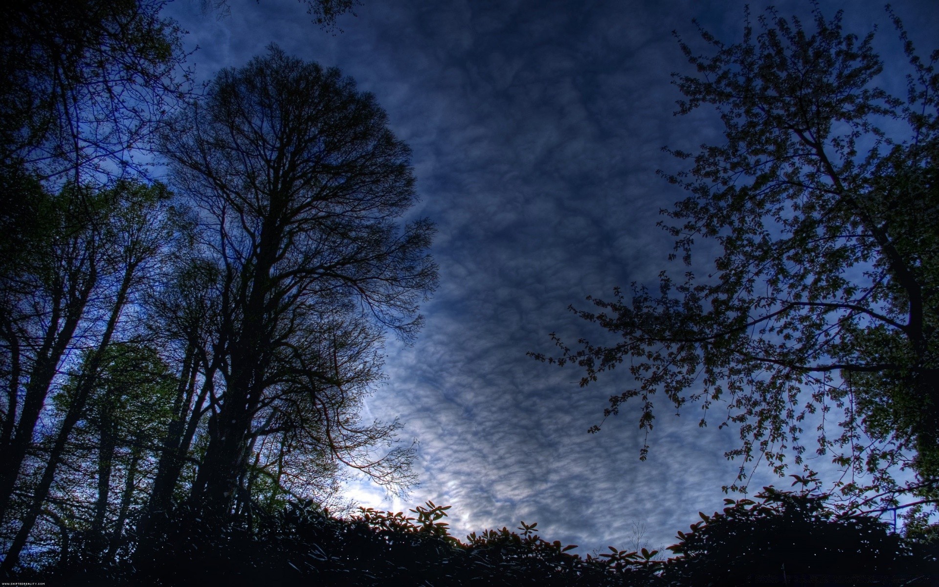 the sky tree nature wood landscape dawn fall dark silhouette weather fog outdoors leaf branch sky sun light fair weather backlit moody