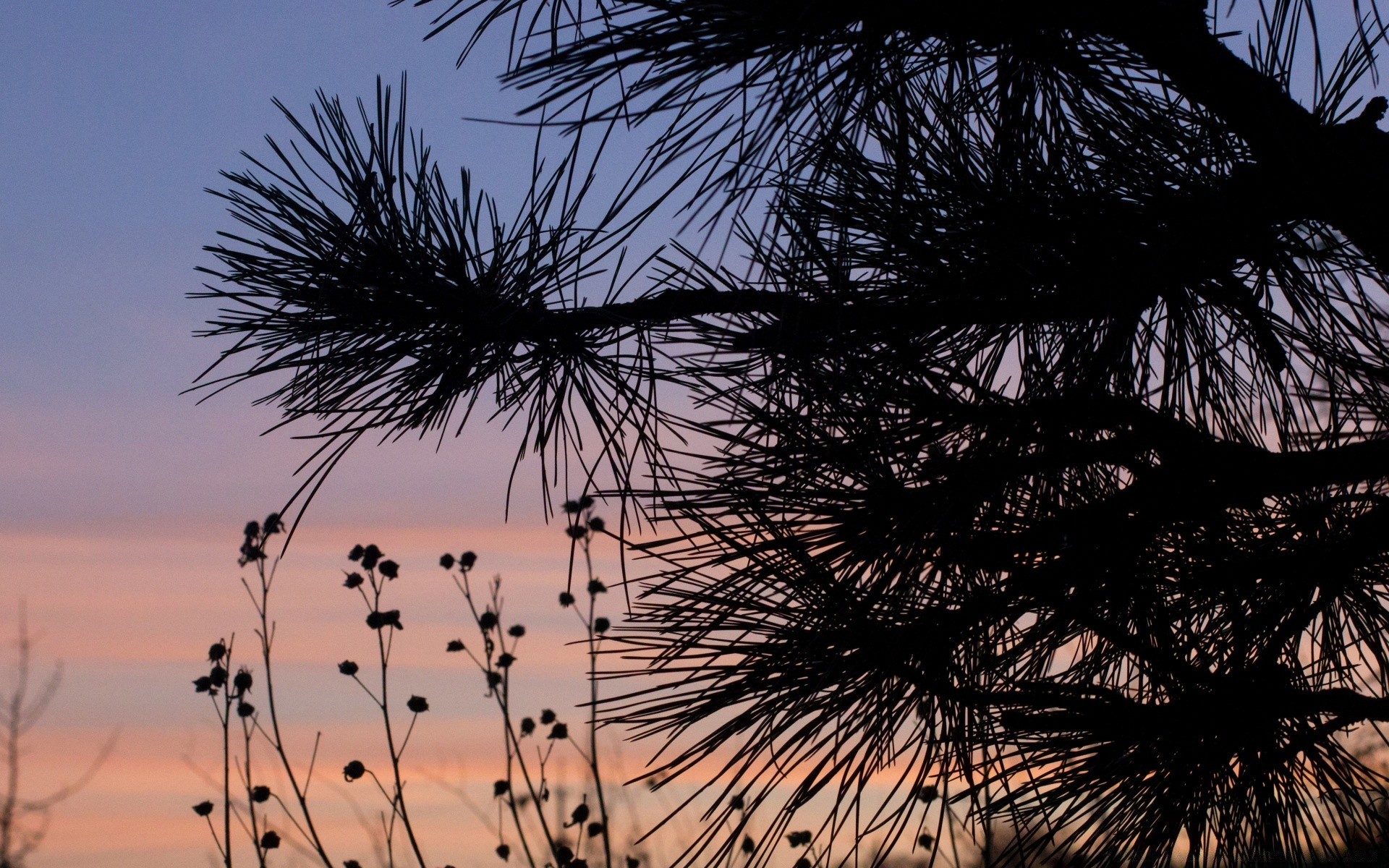 the sky tree landscape nature conifer pine outdoors sky needle evergreen park branch flora dawn desktop color winter