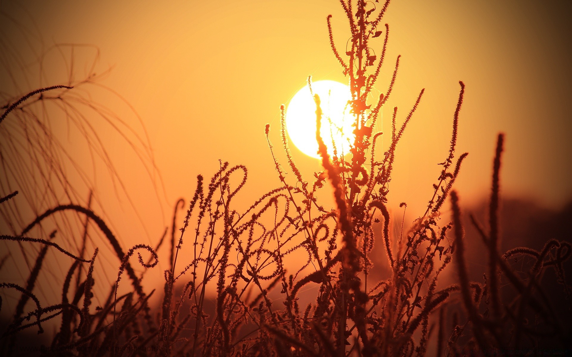 the sky sunset dawn sun nature evening silhouette backlit tree fall landscape light dusk gold sky fair weather winter