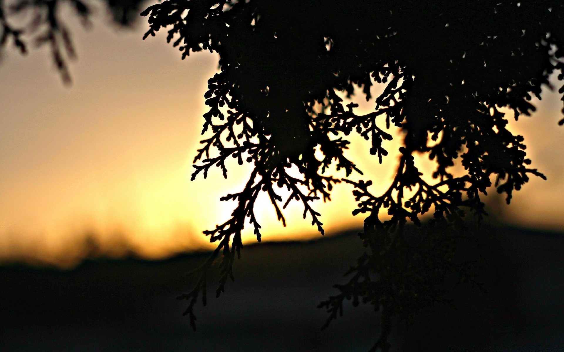 the sky silhouette sunset tree backlit dawn sun nature evening landscape light sky outdoors dusk fair weather branch leaf wood moon