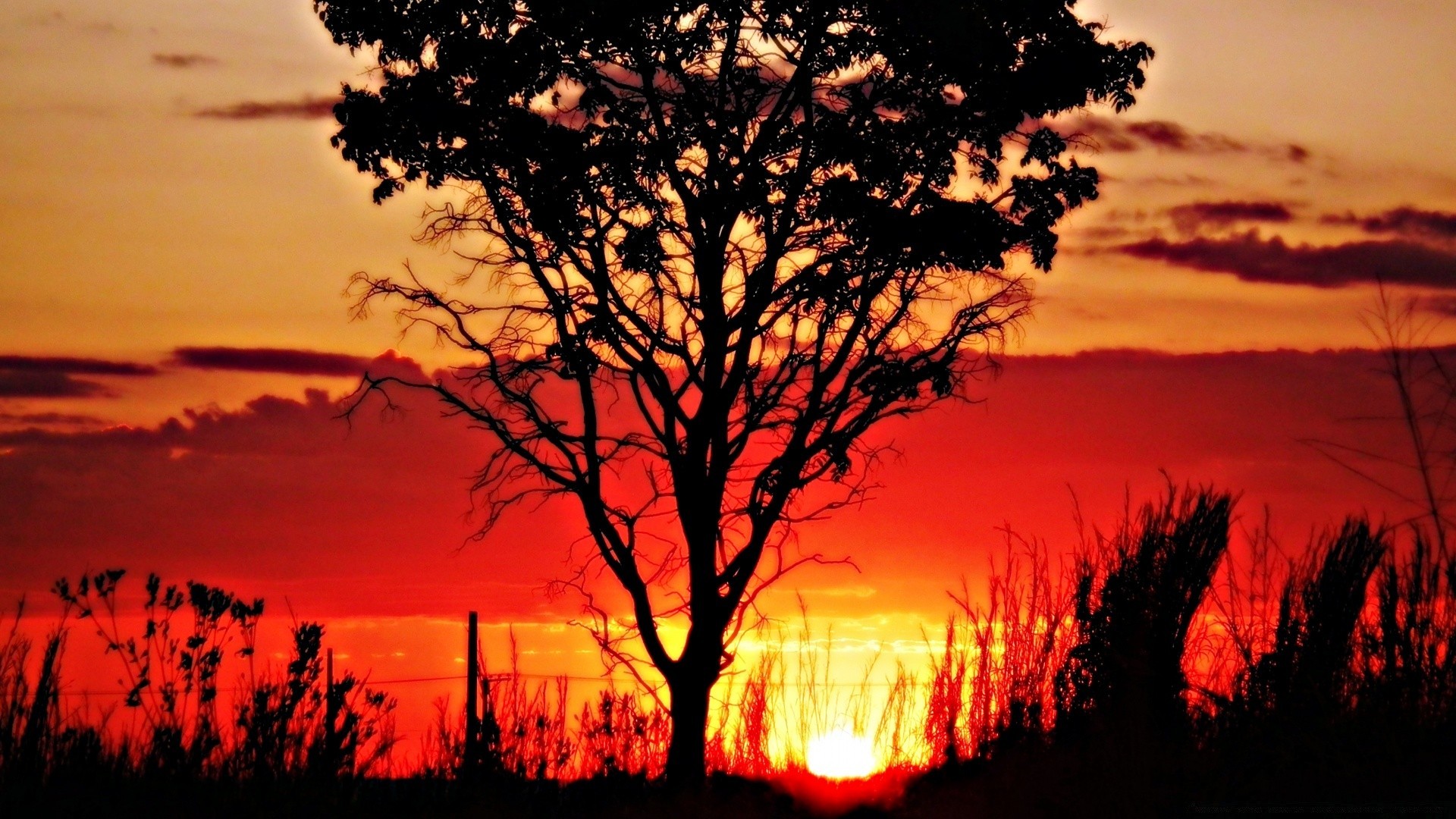 cielo tramonto alba illuminato sera albero silhouette sole crepuscolo paesaggio all aperto natura bel tempo cielo