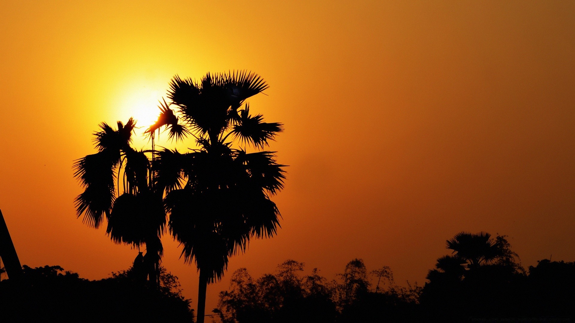 cielo puesta de sol sol árbol iluminado silueta playa amanecer noche anochecer cielo naturaleza al aire libre tropical buen tiempo