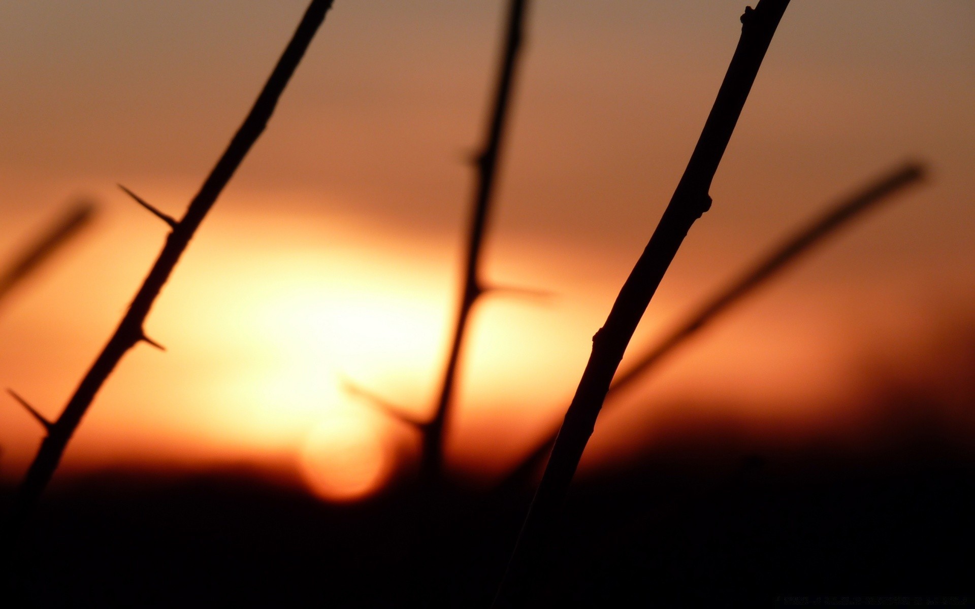 céu pôr do sol amanhecer arame farpado monocromático retroiluminado sol natureza silhueta inseto paisagem céu luz dof fios borrão inverno cerca crepúsculo