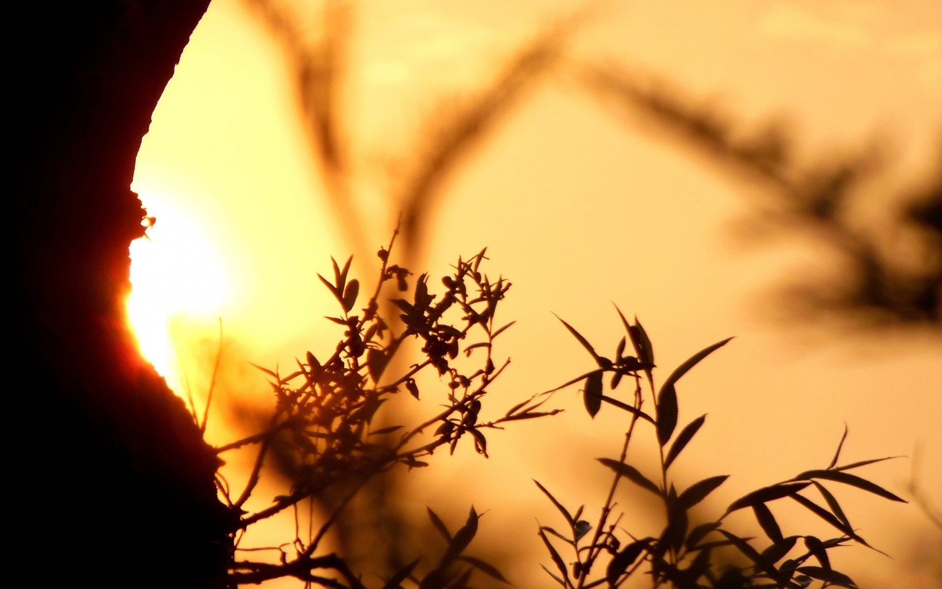 आकाश सूर्यास्त सिल्हूट बैकलिट प्रकृति सूरज भोर धुंधला सड़क पर प्रकाश सूखा पेड़ गोधूलि गर्मी शाम