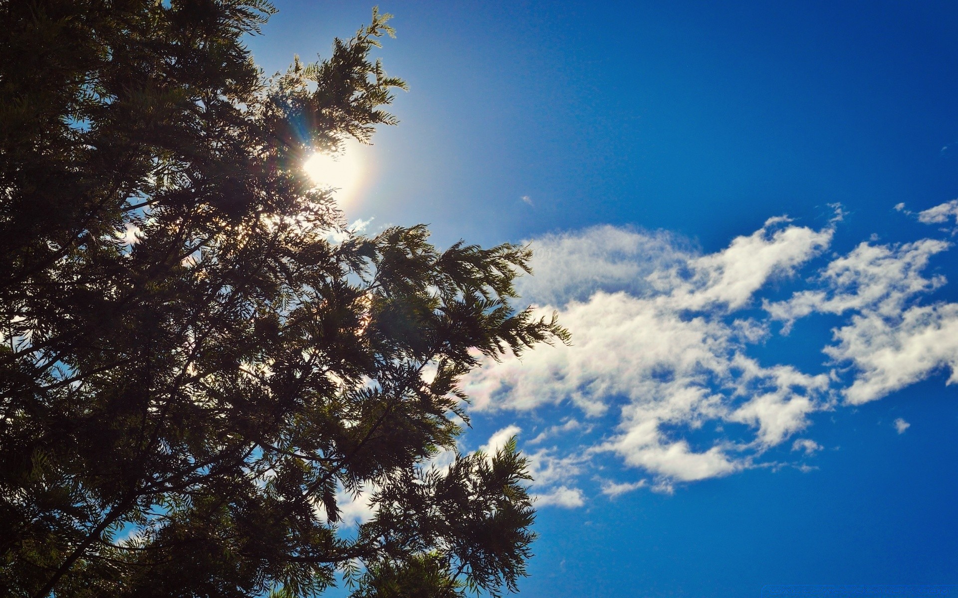 the sky tree outdoors sky nature landscape fair weather sun daylight winter conifer bright evergreen light