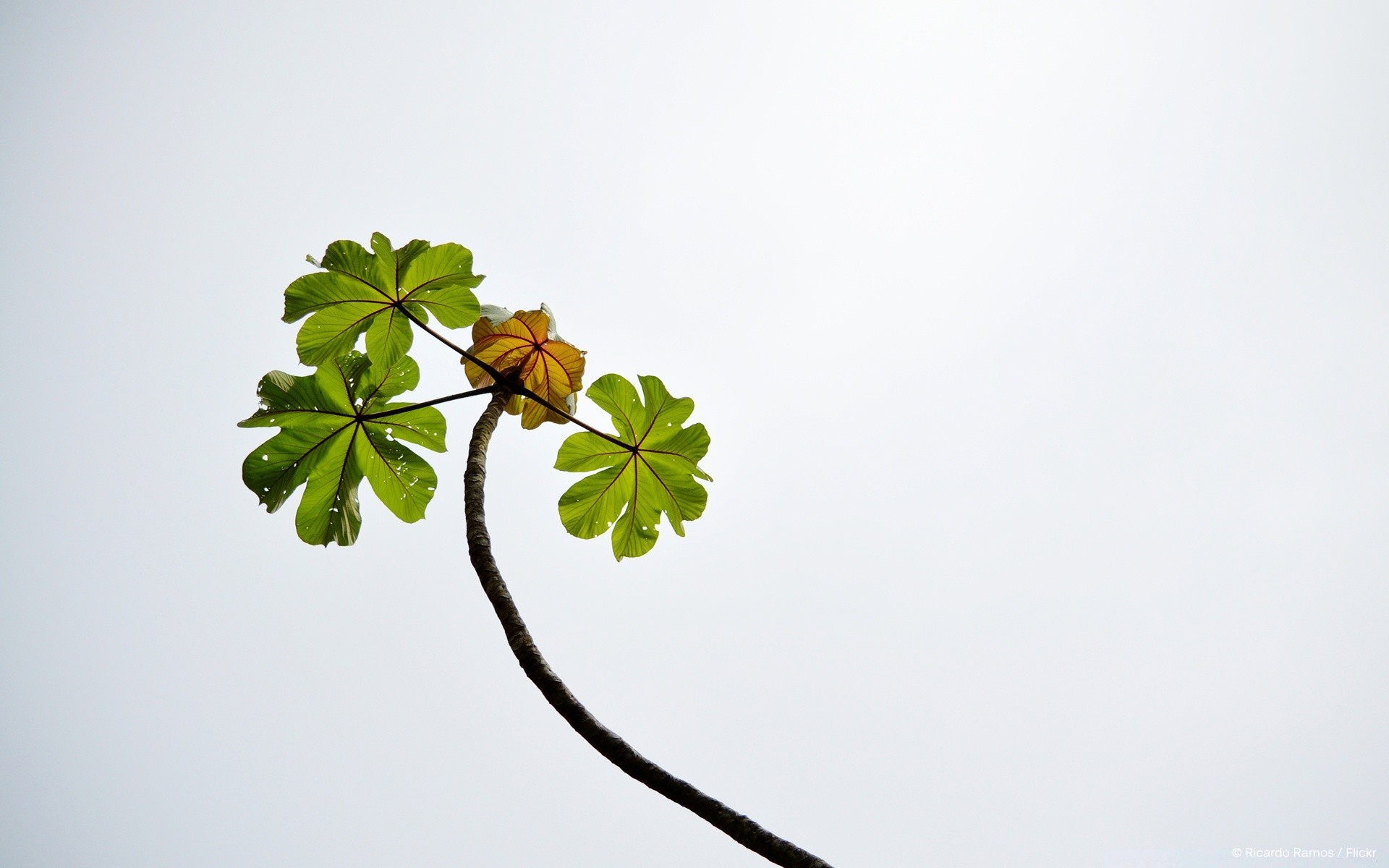 the sky leaf nature flora tree flower blur summer daylight growth outdoors garden desktop