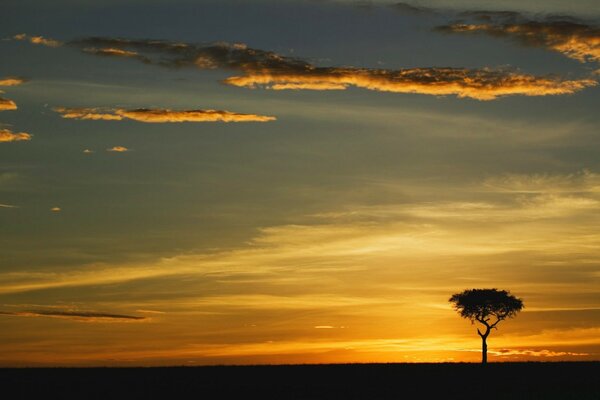 Uma árvore solitária à luz do pôr-do-sol