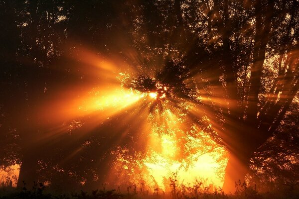 Les rayons du soleil se frayent un chemin à travers la dense Couronne de l arbre