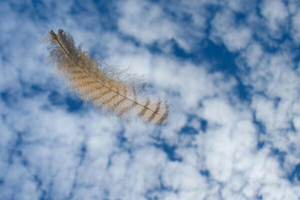 Bird feather on the background of clouds