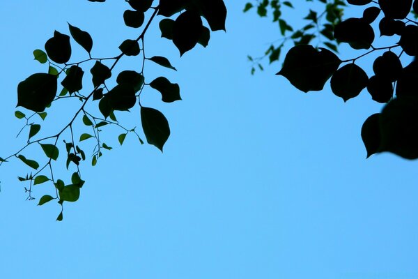 Oiseau sous l arbre. Beau ciel