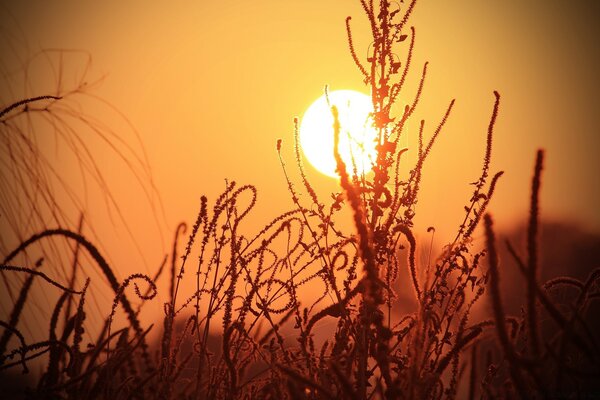 Hermosa hierba. Sol brillante