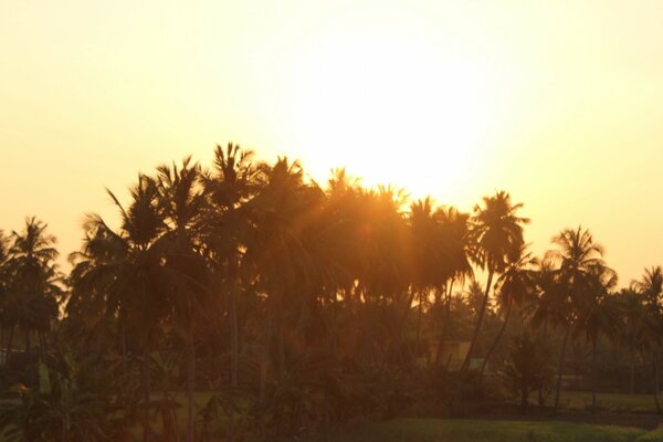 Trees under the last rays of the setting sun