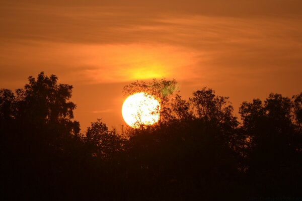 Sunset through the silhouette of trees