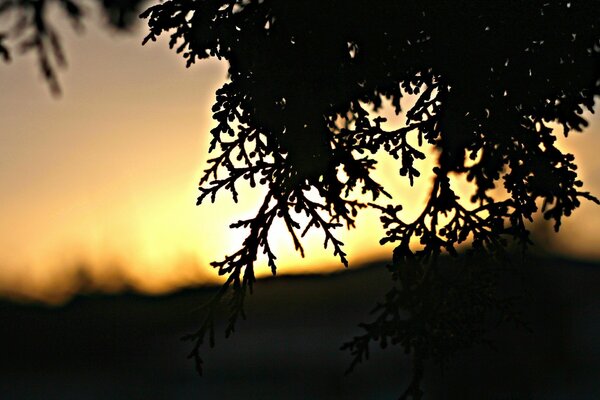 Silhueta de um ramo no fundo do pôr do sol