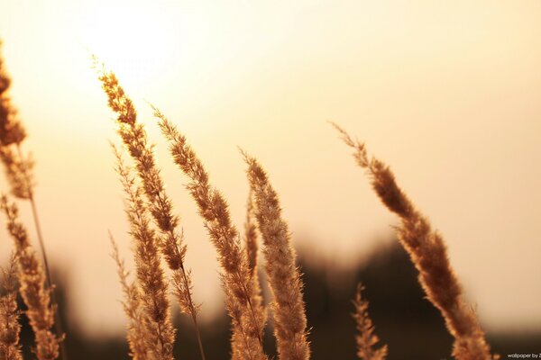 Wilde Kräuter auf sonnigem Hintergrund