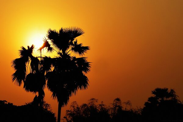 Silhouette de palmiers sur fond de soleil couchant