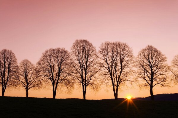 Schöner Sonnenuntergang am rosa Himmel unter Bäumen