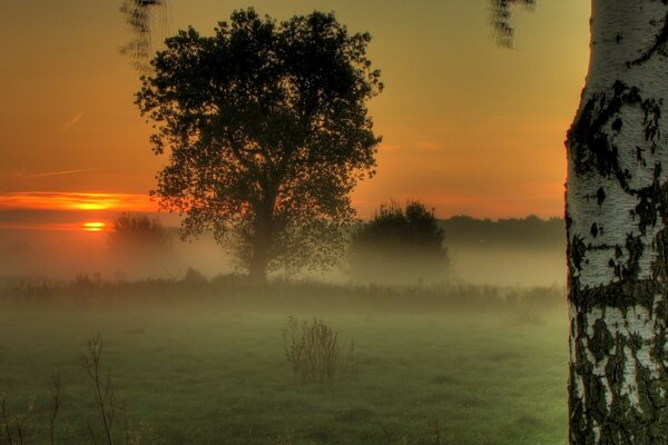 Birken und Büsche, die sich im Nebel vor dem Hintergrund des untergehenden Himmels verstecken