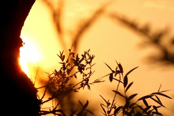 Schwarzes Gras auf dem Hintergrund eines purpurroten Sonnenuntergangs