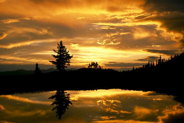 Golden sunset in a dark forest