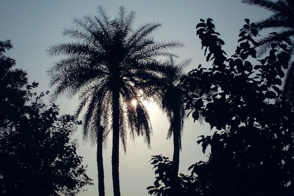 Die Palme versperrt die gelbe Sonne