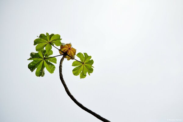 Minimalism. A tree branch against the sky