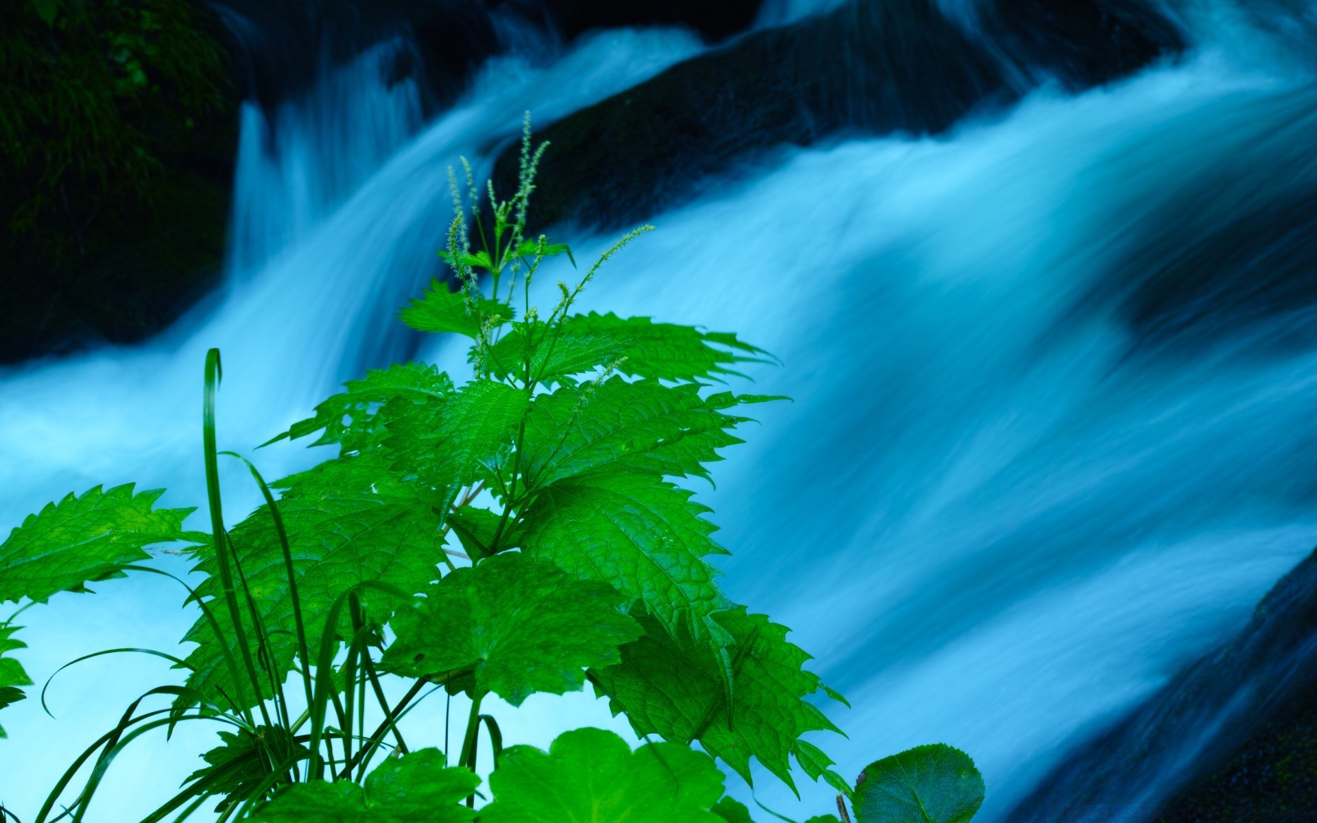 waterfalls leaf nature water outdoors wood flora summer light tree sun