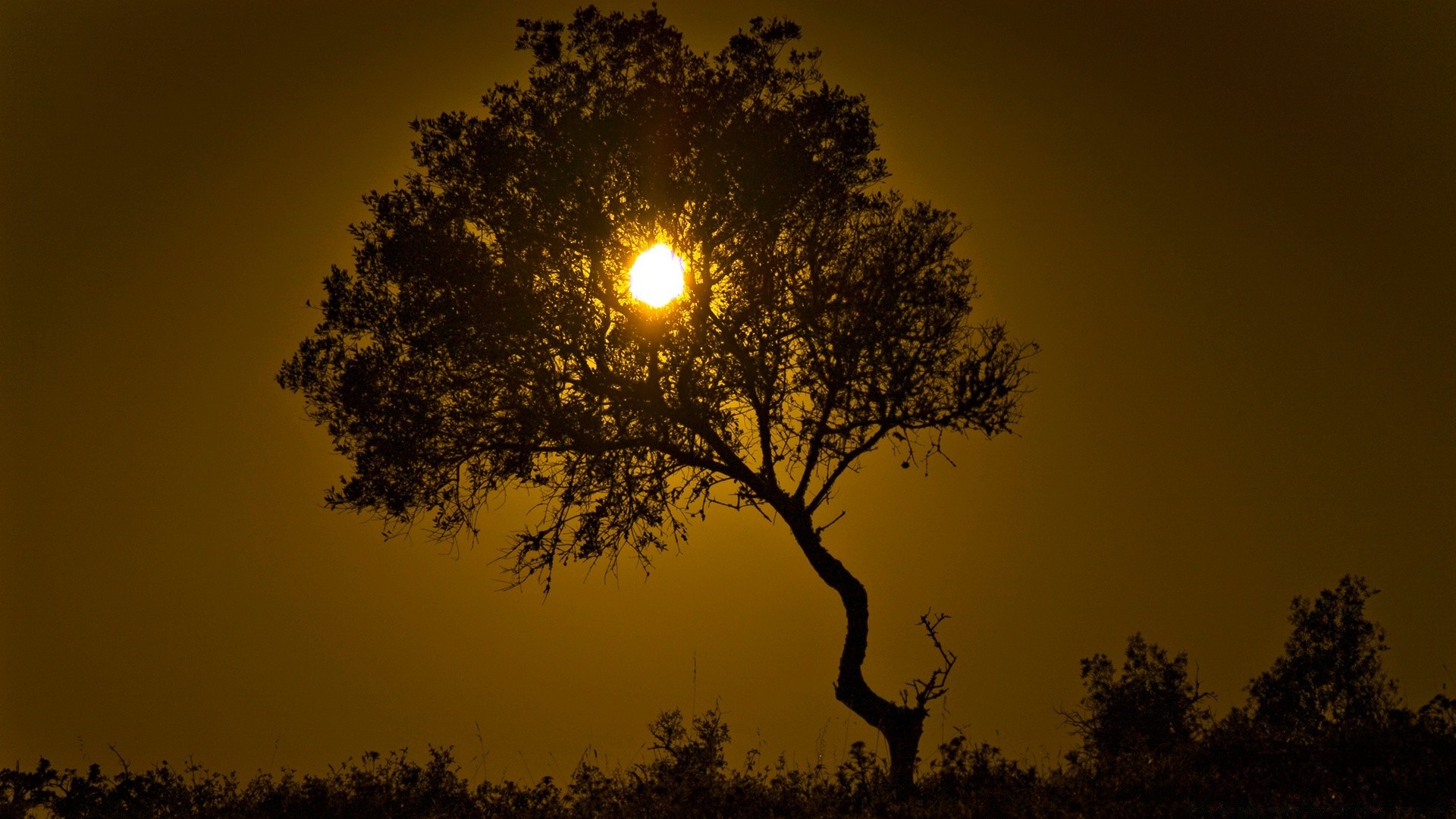 céu pôr do sol amanhecer sol árvore silhueta natureza paisagem bom tempo céu noite crepúsculo luz de fundo ao ar livre névoa outono