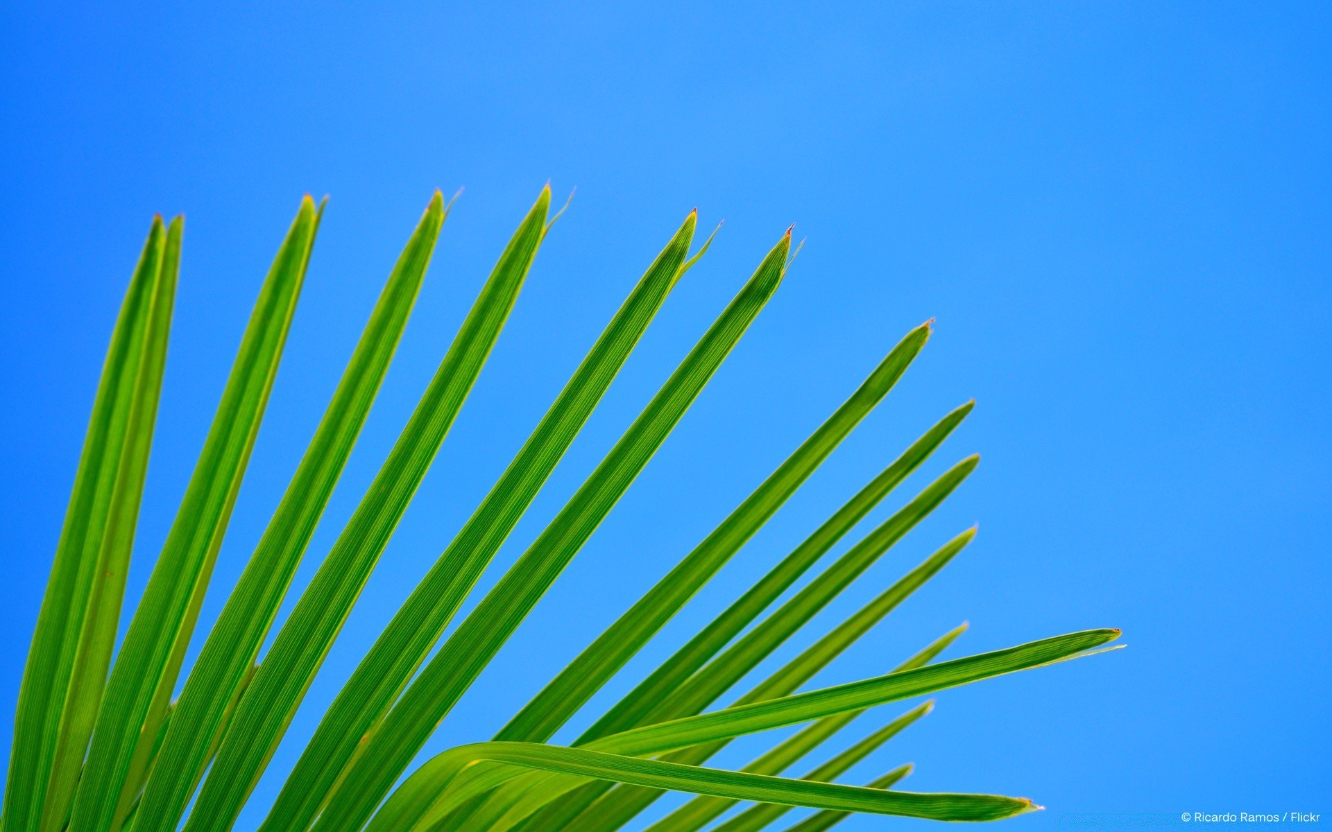 ciel nature feuille été à l extérieur croissance luxuriante beau temps soleil lumineux flore herbe tropical