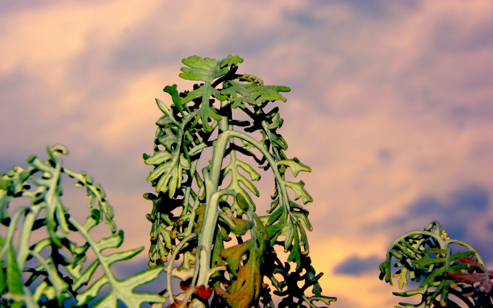 himmel blatt natur essen im freien sommer wachstum flora gemüse unschärfe baum garten