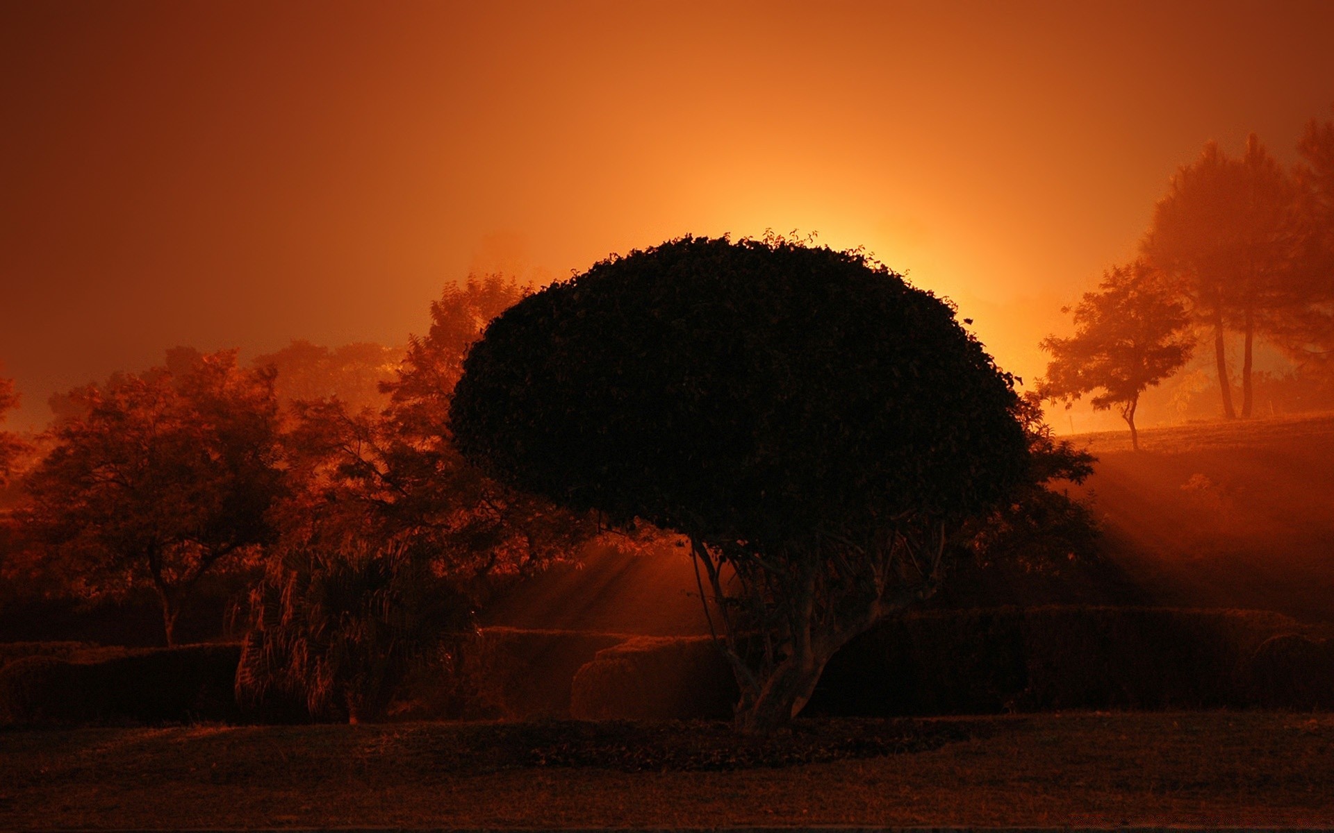 cielo tramonto alba illuminato silhouette sera paesaggio albero nebbia sole crepuscolo cielo luce all aperto deserto acqua