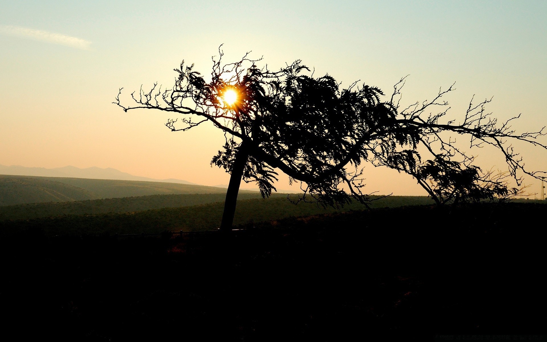 cielo albero paesaggio tramonto sole natura alba silhouette cielo sera ramo luce illuminato ambiente meteo bel tempo nebbia estate legno crepuscolo all aperto