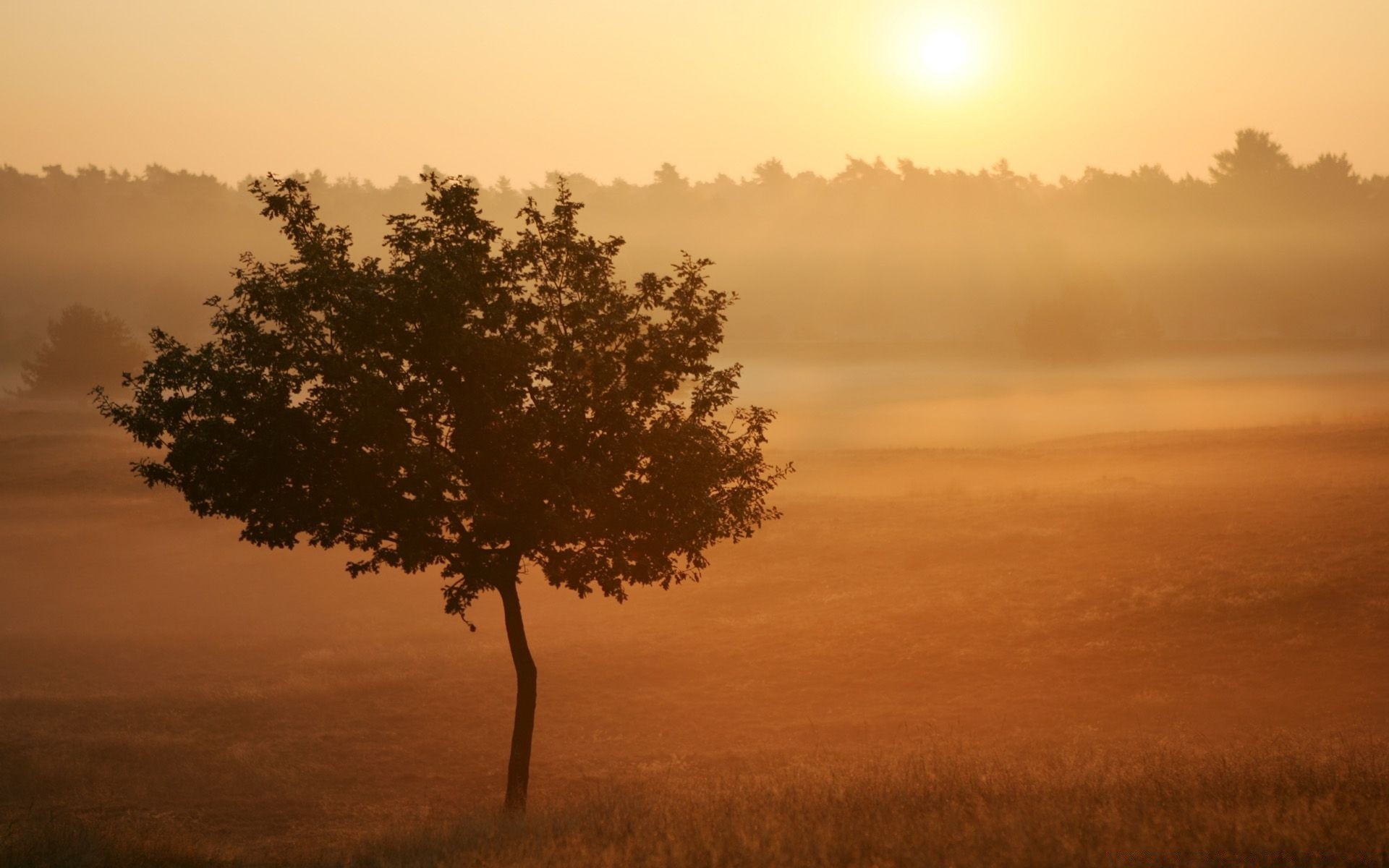 himmel sonnenuntergang dämmerung sonne hintergrundbeleuchtung landschaft nebel baum abend silhouette nebel dämmerung natur himmel gutes wetter licht