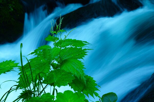 Planta ao ar livre. Lagoa Azul