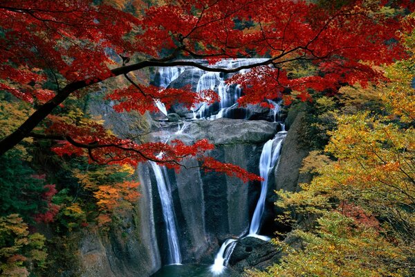 Hermosa cascada bajo el arce rojo