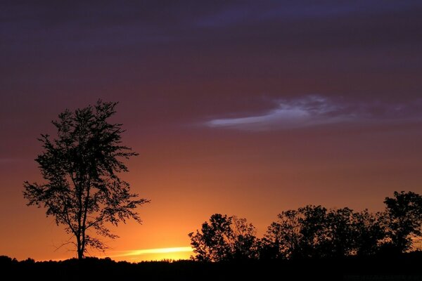 Silhouettes of trees against the sunset