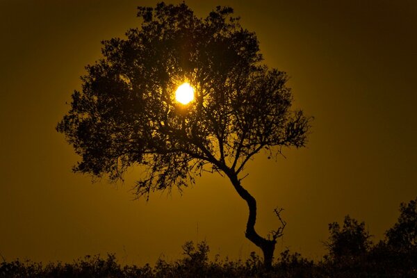 Ein Sonnenstrahl bricht durch den Baum