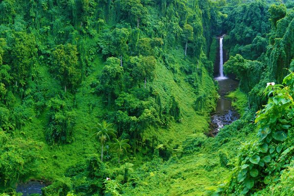 Wasserfall inmitten des Grüns der Wälder