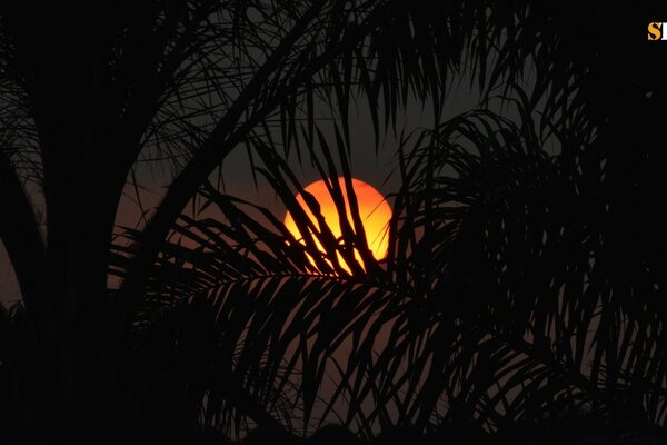 Pleine lune dans les palmiers de la jungle