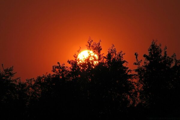 Die helle untergehende Sonne verbirgt sich hinter Laub