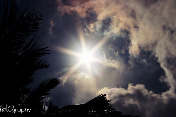 Soleil par temps nuageux et palmiers