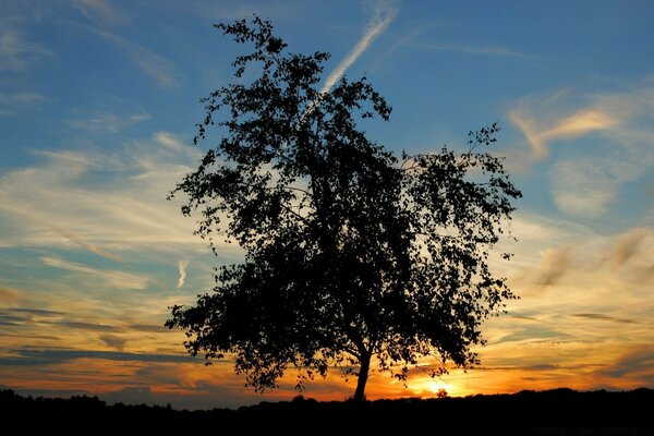 Landscape. A tree against the background of the sun on the horizon